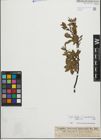 Foto von Salix foetida Schleich. ex DC. x Salix waldsteiniana Willd.